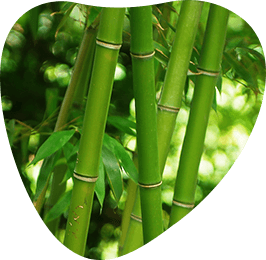 Bamboo fiber