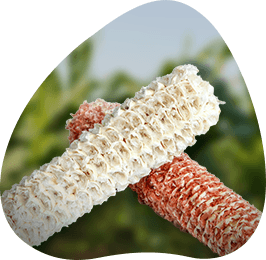 Corncob