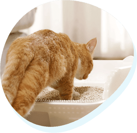 Redefine a good cat litter